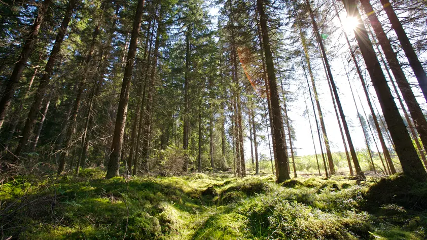 Finland: a European model country in bioeconomy Finland: a European model country in bioeconomy