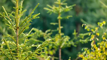 UPM supports the Baltic Sea Action Group's operations to prevent eutrophication